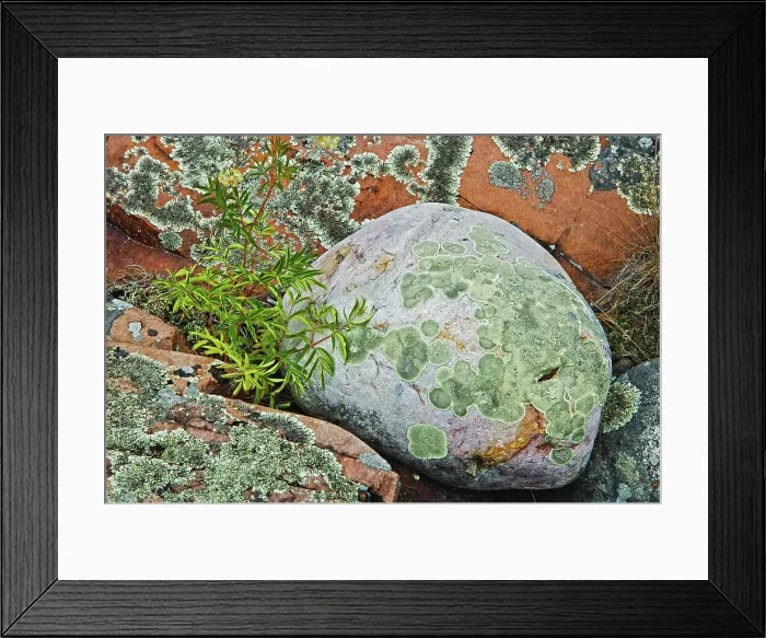 Framed Print : round boulder with lichens Killarney Provincial Park, Ontario, Canada Framed Print : round boulder with lichens Killarney Provincial Park, Ontario, Canada