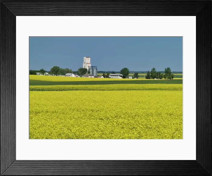 Framed Print : Grain elevator and canola crop Holland, Manitoba, Canada