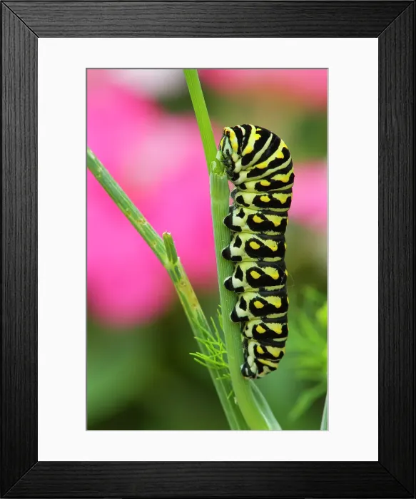 Framed Print : Black swallowtail caterpillar on garden dill Winnipeg, Manitoba, Canada Framed Print : Black swallowtail caterpillar on garden dill Winnipeg, Manitoba, Canada