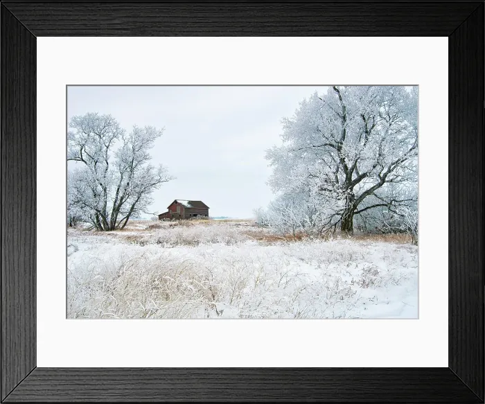 Framed Print : WInter farm scenic with barn. Altona, Manitoba, Canada Framed Print : WInter farm scenic with barn. Altona, Manitoba, Canada