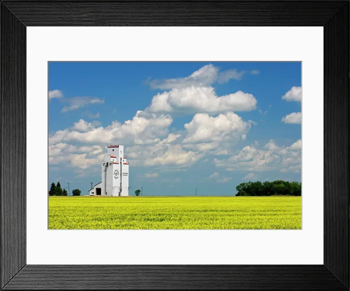 Framed Print : Grain elevator and canola crop Culross, Manitoba, Canada Framed Print : Grain elevator and canola crop Culross, Manitoba, Canada