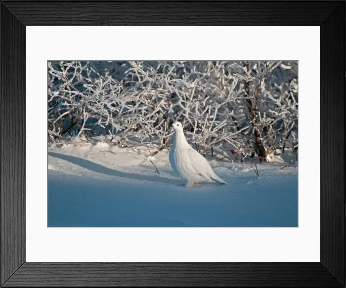 Framed Print : Willow ptarmigan on snowy tundra Churchill, Manitoba, Canada Framed Print : Willow ptarmigan on snowy tundra Churchill, Manitoba, Canada