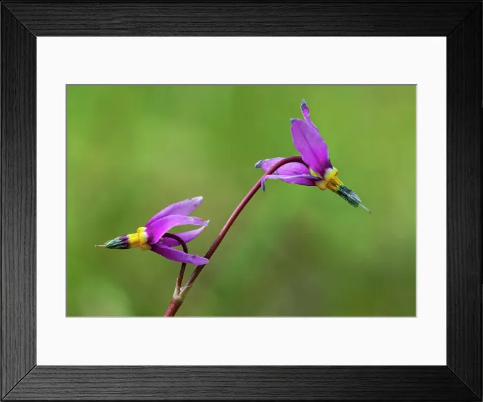 Framed Print : Darkthroat shooting star (Dodecatheon pulchellum). Kootenay National Park British Columbia Canada Framed Print : Darkthroat shooting star (Dodecatheon pulchellum). Kootenay National Park British Columbia Canada