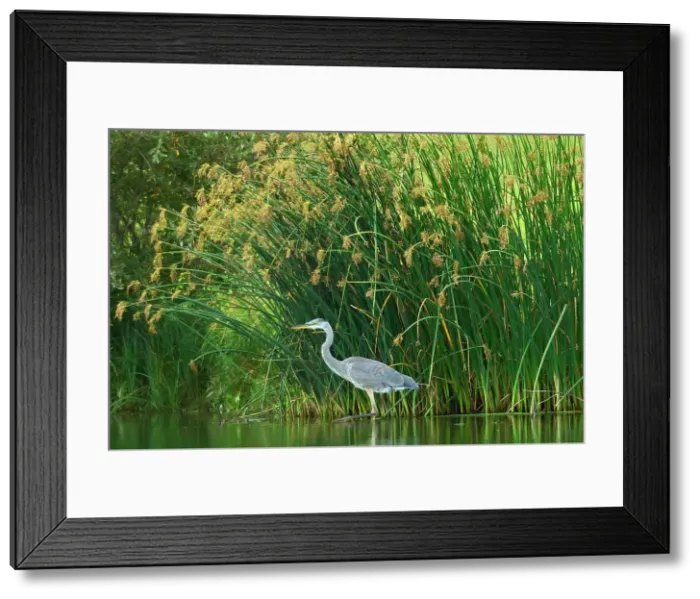 Framed Print : Great blue heron (Ardea herodias) in man-made pond. Southdale Winnipeg, Manitoba, Canada Framed Print : Great blue heron (Ardea herodias) in man-made pond. Southdale Winnipeg, Manitoba, Canada