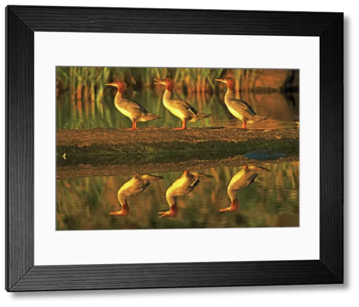 Framed Print : Three common mergansers (Mergus merganser) on rock reflecting in water at sunset Whiteshell Provincial Park, Manitoba, Canada Framed Print : Three common mergansers (Mergus merganser) on rock reflecting in water at sunset Whiteshell Provincial Park, Manitoba, Canada