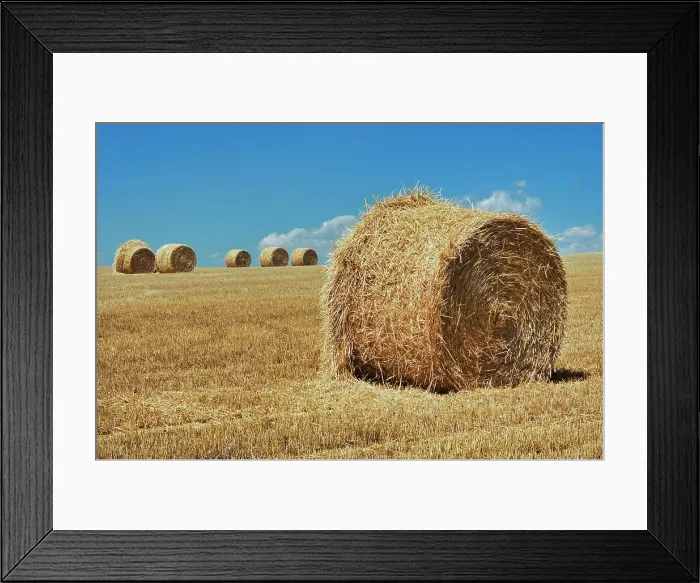 Framed Print : Bales Bruxelles, Manitoba, Canada Framed Print : Bales Bruxelles, Manitoba, Canada