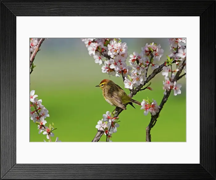 Framed Print : Palm warbler (Setophaga palmarum) in Nanking cherry Winnipeg, Manitoba, Canada Framed Print : Palm warbler (Setophaga palmarum) in Nanking cherry Winnipeg, Manitoba, Canada