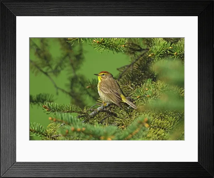 Framed Print : Palm warbler (Setophaga palmarum) in spruce tree Winnipeg, Manitoba, Canada Framed Print : Palm warbler (Setophaga palmarum) in spruce tree Winnipeg, Manitoba, Canada
