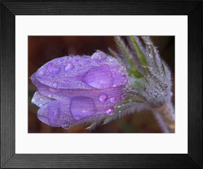 Framed Print : Crocus in Spring Sandilands Provincial Forest, Manitoba, Canada Framed Print : Crocus in Spring Sandilands Provincial Forest, Manitoba, Canada