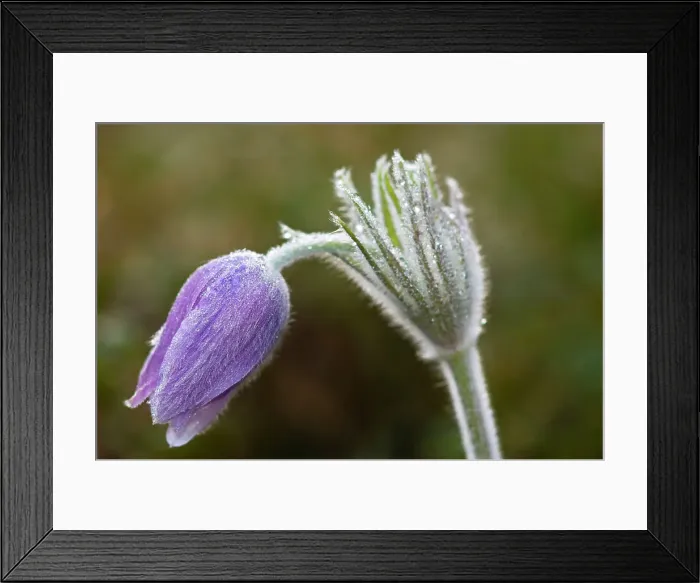 Framed Print : Crocus in Spring Sandilands Provincial Forest, Manitoba, Canada Framed Print : Crocus in Spring Sandilands Provincial Forest, Manitoba, Canada