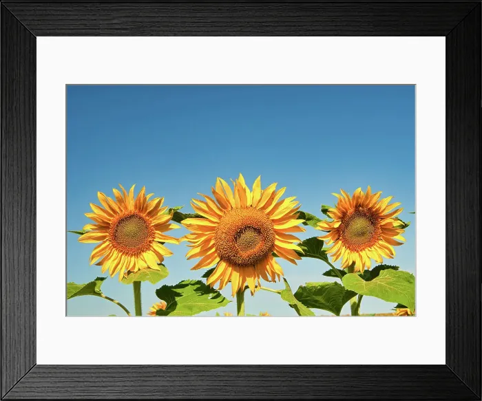 Framed Print : Sunflowers Treherne, Manitoba, Canada