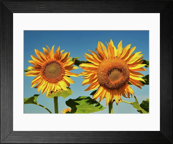 Framed Print : Sunflowers Treherne, Manitoba, Canada