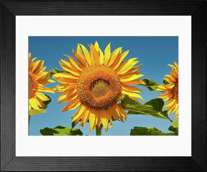 Framed Print : Sunflowers Treherne, Manitoba, Canada Framed Print : Sunflowers Treherne, Manitoba, Canada