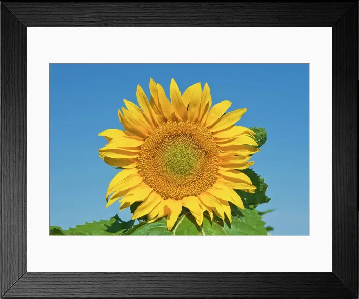 Framed Print : Sunflowers Treherne, Manitoba, Canada Framed Print : Sunflowers Treherne, Manitoba, Canada