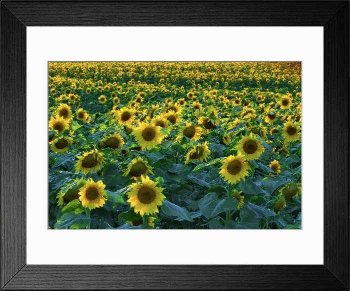 Framed Print : Sunflowers Somerset, Manitoba, Canada