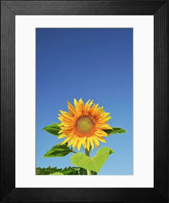 Framed Print : Sunflower Treherne, Manitoba, Canada Framed Print : Sunflower Treherne, Manitoba, Canada