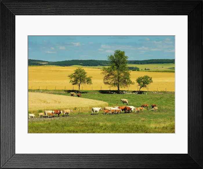 Framed Print : hereford and Charolais (white) cattle and wheat field Bruxelles, Manitoba, Canada Framed Print : hereford and Charolais (white) cattle and wheat field Bruxelles, Manitoba, Canada