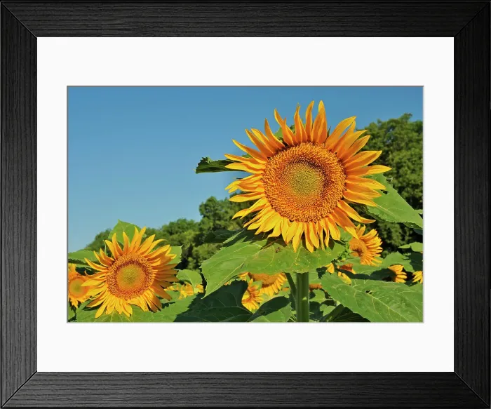 Framed Print : Sunflowers Treherne, Manitoba, Canada Framed Print : Sunflowers Treherne, Manitoba, Canada