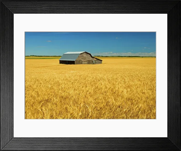 Framed Print : Barn and wheat Holland, Manitoba, Canada Framed Print : Barn and wheat Holland, Manitoba, Canada