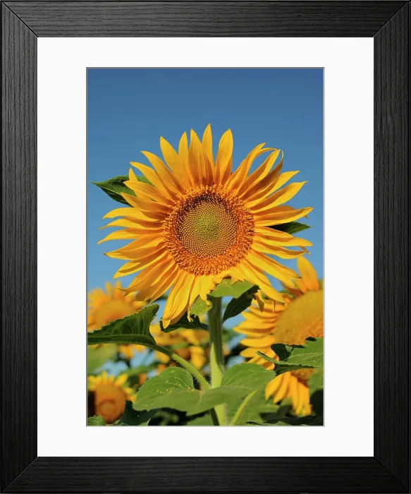 Framed Print : Sunflower Treherne, Manitoba, Canada Framed Print : Sunflower Treherne, Manitoba, Canada