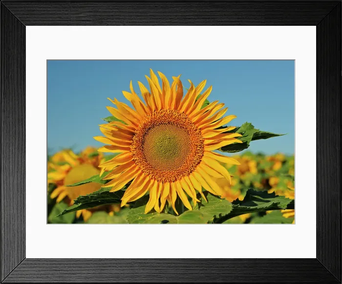 Framed Print : Sunflowers Treherne, Manitoba, Canada Framed Print : Sunflowers Treherne, Manitoba, Canada