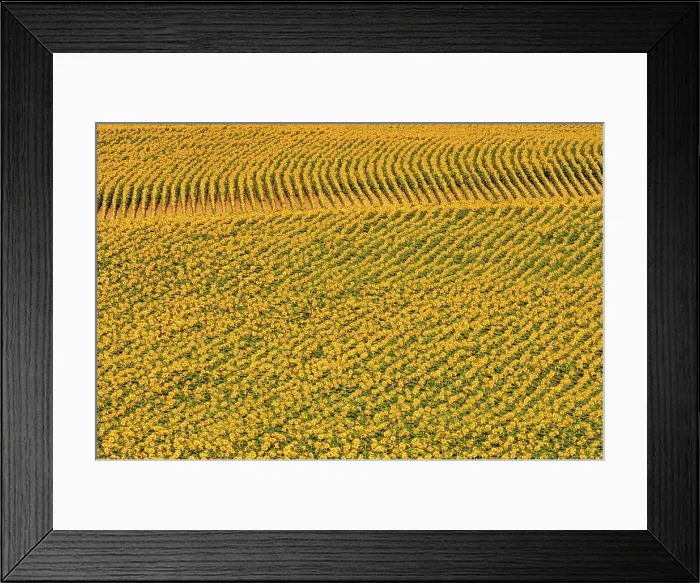 Framed Print : Sunflowers Treherne, Manitoba, Canada