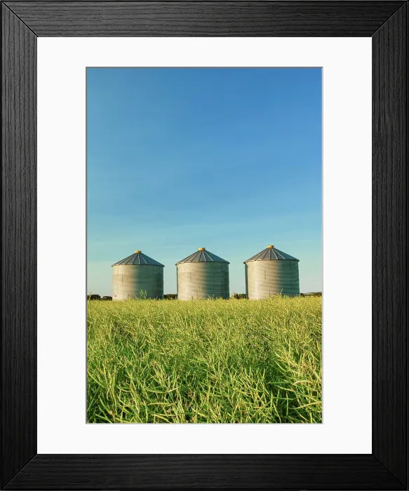 Framed Print : Grain bins and canola crop Rathwell, Manitoba, Canada Framed Print : Grain bins and canola crop Rathwell, Manitoba, Canada