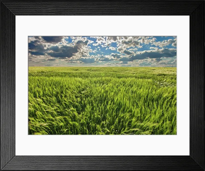 Framed Print : Barley Somerset, Manitoba, Canada Framed Print : Barley Somerset, Manitoba, Canada