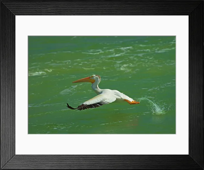 Framed Print : American white pelican (Pelecanus erythrorhynchos) taking flight from Fairford River Fairford, Manitoba, Canada Framed Print : American white pelican (Pelecanus erythrorhynchos) taking flight from Fairford River Fairford, Manitoba, Canada