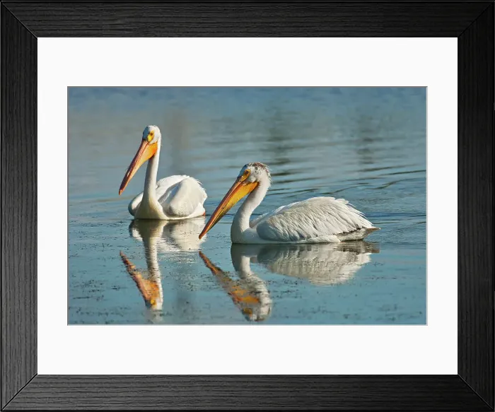 Framed Print : American white pelican ( Pelecanus erythrorhynchos) in man-made pond Winnipeg, Manitoba, Canada Framed Print : American white pelican ( Pelecanus erythrorhynchos) in man-made pond Winnipeg, Manitoba, Canada