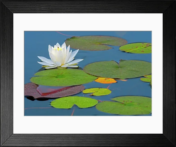Framed Print : American white waterlily (Nympahea odoroata) Killarney Provincial Park, Ontario, Canada Framed Print : American white waterlily (Nympahea odoroata) Killarney Provincial Park, Ontario, Canada