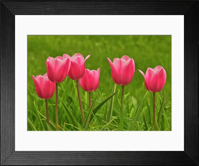 Framed Print : Tulips inLeo Mol Gardens of Assiniboine Park Winnipeg, Manitoba, Canada Framed Print : Tulips inLeo Mol Gardens of Assiniboine Park Winnipeg, Manitoba, Canada