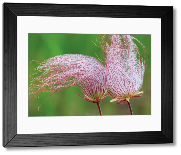 Framed Print : Three-flowered avens or prairie smoke seed head Birds Hill Provincial Park, Manitoba, Canada Framed Print : Three-flowered avens or prairie smoke seed head Birds Hill Provincial Park, Manitoba, Canada