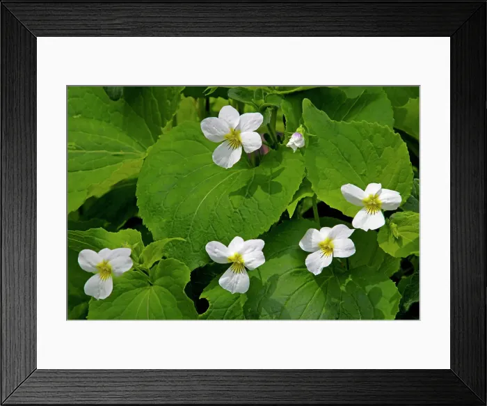 Framed Print : Canada violet (Viola canadense) flowers Winnipeg, Manitoba, Canada Framed Print : Canada violet (Viola canadense) flowers Winnipeg, Manitoba, Canada