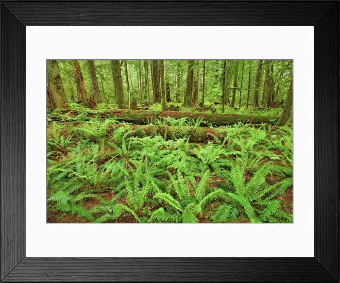 Framed Print : Ferns and trees in old growth coastal temperate rain forest (Cathedral Grove). MacMillan Provincial Park (Cathedral Grove), British Columbia, Canada Framed Print : Ferns and trees in old growth coastal temperate rain forest (Cathedral Grove). MacMillan Provincial Park (Cathedral Grove), British Columbia, Canada