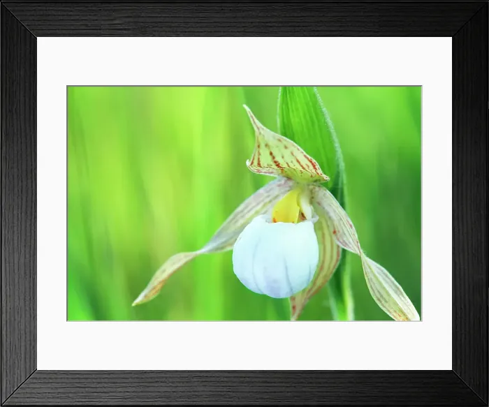 Framed Print : Small white lady's-slipper (Cypripedium candidum) Tolstoi Tall Grass Prairie Prese, Manitoba, Canada