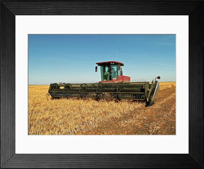 Framed Print : Harvesting beans with swather Portage La Prairie, Manitoba, Canada Framed Print : Harvesting beans with swather Portage La Prairie, Manitoba, Canada
