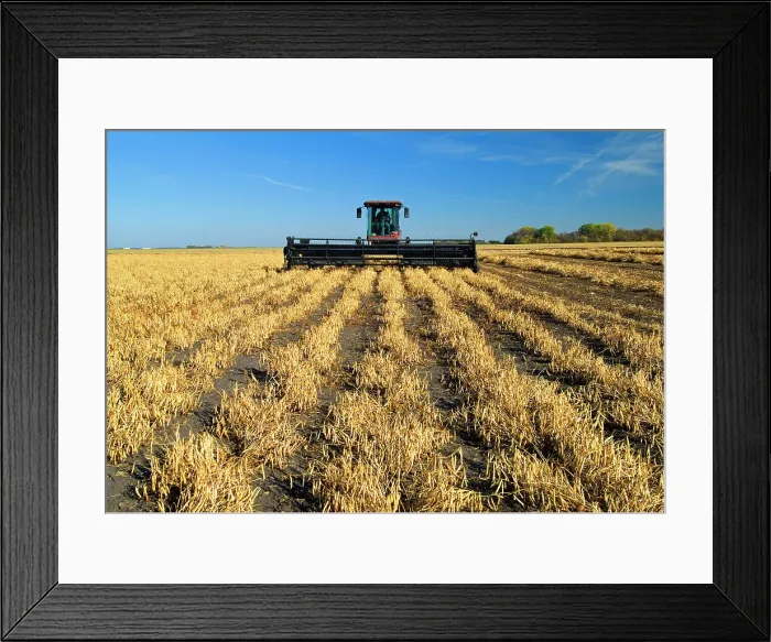 Framed Print : Harvesting beans with swather Portaage La Prairie, Manitoba, Canada Framed Print : Harvesting beans with swather Portaage La Prairie, Manitoba, Canada