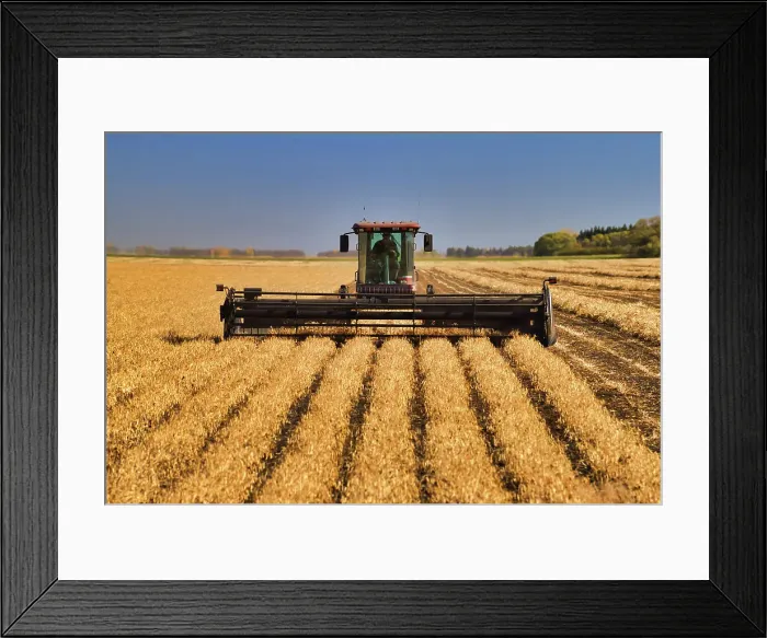 Framed Print : Harvesting beans with swather Portaage La Prairie, Manitoba, Canada Framed Print : Harvesting beans with swather Portaage La Prairie, Manitoba, Canada