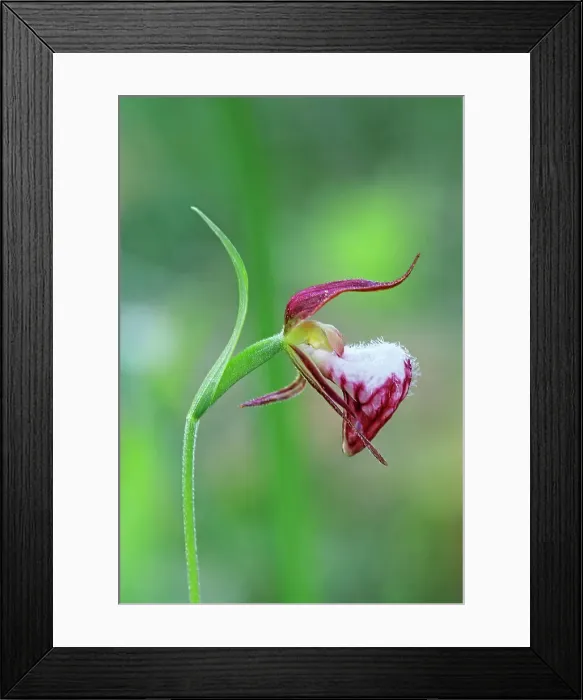 Framed Print : Ram‚Aos-Head Lady‚Aos-Slipper (Cypripedium arietinum) Sandilands Provincial Forest, Manitoba, Canada