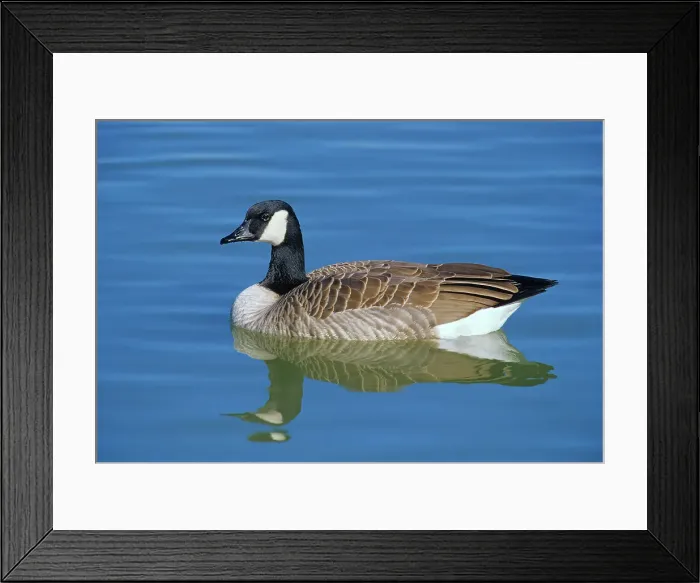 Framed Print : Canada goose (Branta canadensis) in pond. Winnipeg, Manitoba, Canada Framed Print : Canada goose (Branta canadensis) in pond. Winnipeg, Manitoba, Canada