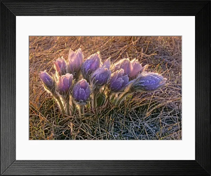 Framed Print : Prairie crocus (Anemone patens) Winnipeg, Manitoba, Canada Framed Print : Prairie crocus (Anemone patens) Winnipeg, Manitoba, Canada