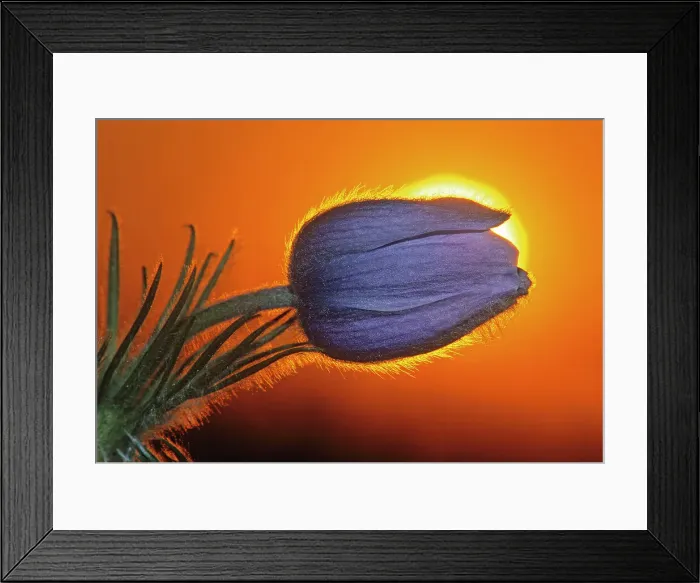 Framed Print : Prairie crocus (Anemone patens) at sunrise. Little Mountain Park. Winnipeg, Manitoba, Canada Framed Print : Prairie crocus (Anemone patens) at sunrise. Little Mountain Park. Winnipeg, Manitoba, Canada