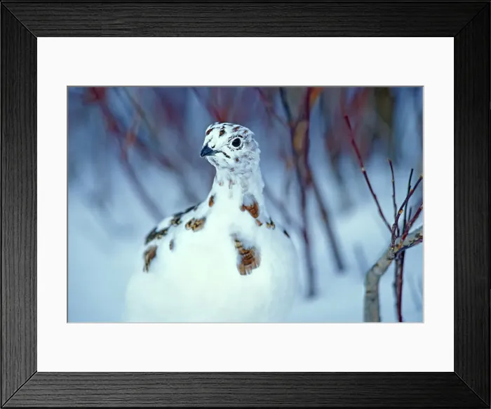 Framed Print : Willow ptarmigan (Lagopus lagopus) on arctic tundra. Hudson Bay Lowlands. Churchill, Manitoba, Canada Framed Print : Willow ptarmigan (Lagopus lagopus) on arctic tundra. Hudson Bay Lowlands. Churchill, Manitoba, Canada
