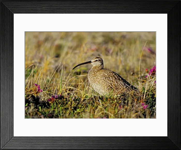 Framed Print : Eurasian or common whimbrel (Numenius phaeopus) on arctic tundra. Hudson Bay Lowlands. Churchill, Manitoba, Canada Framed Print : Eurasian or common whimbrel (Numenius phaeopus) on arctic tundra. Hudson Bay Lowlands. Churchill, Manitoba, Canada