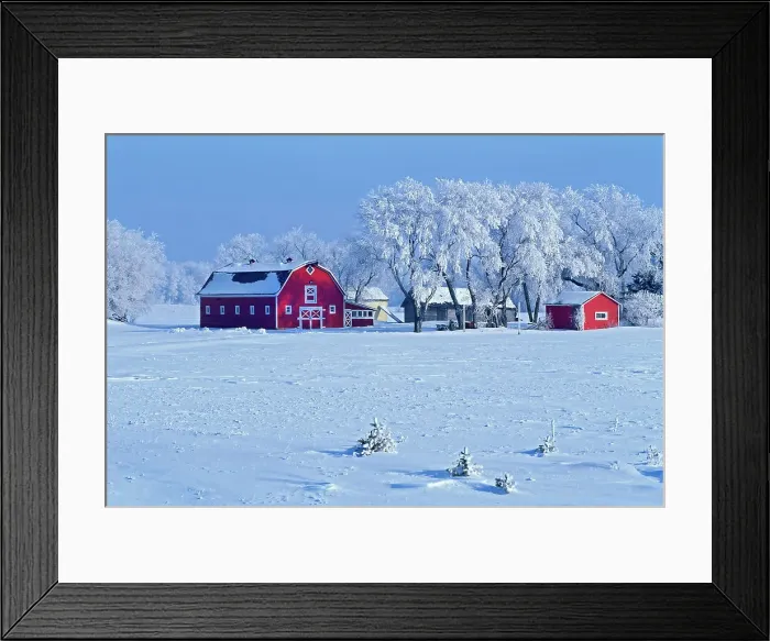 Framed Print : Red barn and hoarfrost Oakbank, Manitoba, Canada Framed Print : Red barn and hoarfrost Oakbank, Manitoba, Canada