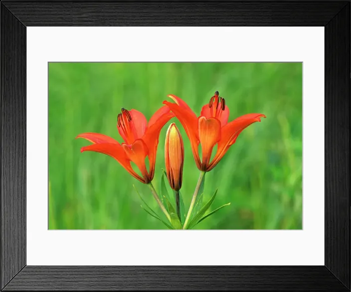 Framed Print : Wood lilies (Lilium philadelphicum). Sandilands Provincial Forest, Manitoba, Canada Framed Print : Wood lilies (Lilium philadelphicum). Sandilands Provincial Forest, Manitoba, Canada