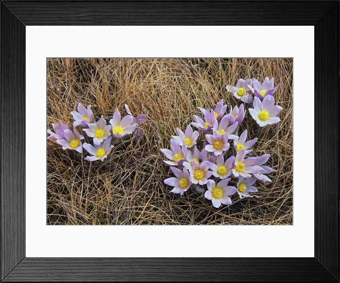 Framed Print : Clump of Prairie Crocuses (Anemone patens) in Little Mountain Park, Winnipeg, Manitoba, Canada