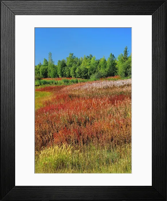 Framed Print : Fireweed (Epilobium sp.) Yellowknife Highway Northwest Territories Canada Framed Print : Fireweed (Epilobium sp.) Yellowknife Highway Northwest Territories Canada