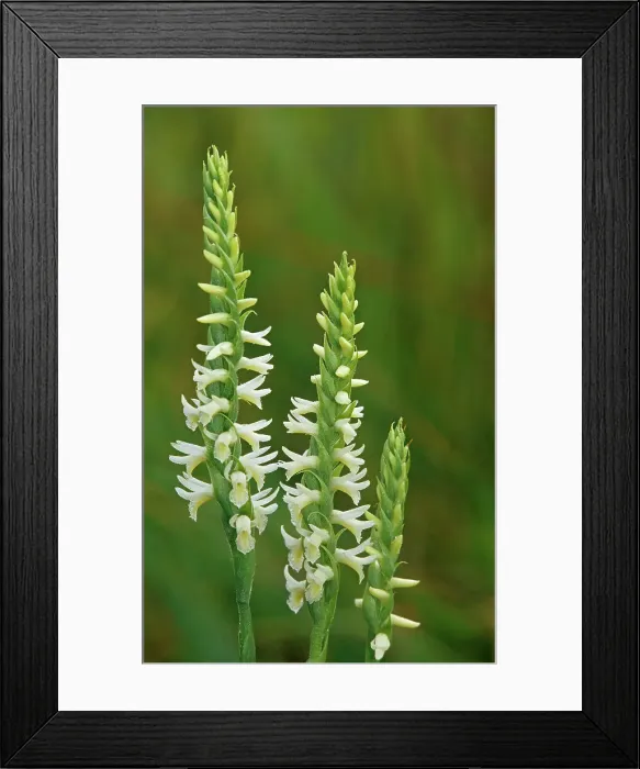 Framed Print : Great Plains Ladies Tresses (Spiranthes magnicamporum) in tall grass prairie (orchid) Tolstoi Tall Grass Prairie Preserve, Manitoba, Canada